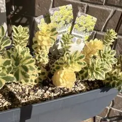 ᕱ⑅ᕱ” セダム　アトランティス　 カット苗