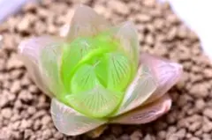 3590 ロータスグラス パステルカラー多肉植物 ハオルチア アロエのサムネイル