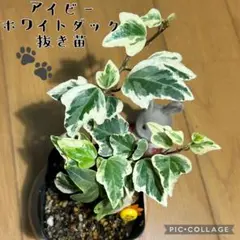 まっさん25様 リクエスト 2点 まとめ商品