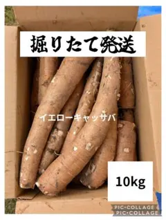 2025年最新】キャッサバ 甘味種の人気アイテム - メルカリ