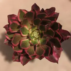 多肉植物 アエオニウム Vodoo錦 紅魔女 法師錦 抜き苗 - メルカリ