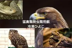 リピート購入、複数購入で＋10羽 送料無料 国産 新鮮安全 冷凍ひよこ