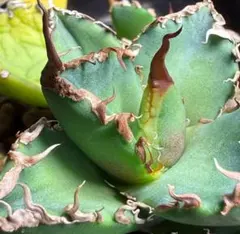 2026年最新】オアハカ 実生の人気アイテム - メルカリ