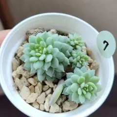 ブルーバニラセット札付きポットごとメルカリ便おらいさん苗3点セットミックスベリア 2025年最新】ミックスベリアの人気アイテム - メルカリ