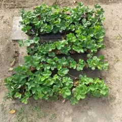 いちご苗 複数ポット お好み10ポット