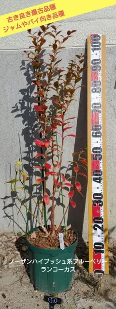 ブルーベリーの苗木【白猫オーダー品】９ｃｍポットノーザンハイブッシュ２４本 楽天市場】ノーザンハイブッシュ 苗木 ブルーベリーの通販