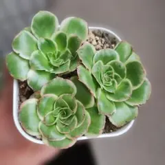 アエオニウム 多肉植物 群生株 グリーンメデューサ錦 - メルカリ