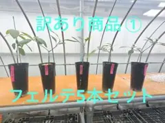 アボカド接木苗 フェルテ 4本セット - メルカリ