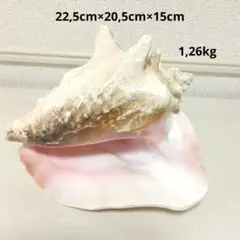 専用　2個　超特大美品28cm　2kg　特上品　ピンク貝 　コンク貝殻　置物 専用 2個 超特大美品28cm 2kg 特上品 ピンク貝 コンク貝殻 置物