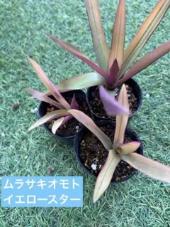 げな様 リクエスト 2点 まとめ商品