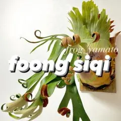 P.E-1 x P. Foongsiqi mix sporing ビカクシダ その後のビカクシダ フーンシキ(P. foong siqi) ② | calmplants