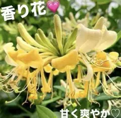 ハニーサックル　スイカズラ　花苗　バラ　クレマチス　アイビー　ゼラニウム好きものサムネイル