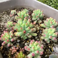 2025年最新】乙女心 多肉植物の人気アイテム - メルカリ