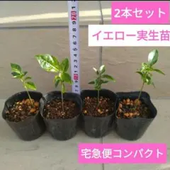 沖縄県産ライチ実生苗(品種不明) 1ポット 宅急便コンパクト - メルカリ