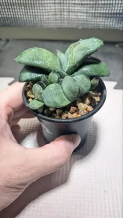 101ガステリア多肉植物抜き苗¥770