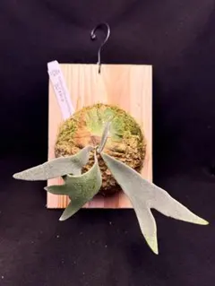 ビカクシダ P. madagascariense sporeling - メルカリ