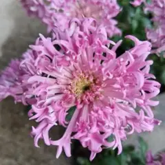 ミモザ様 リクエスト 3点 まとめ商品