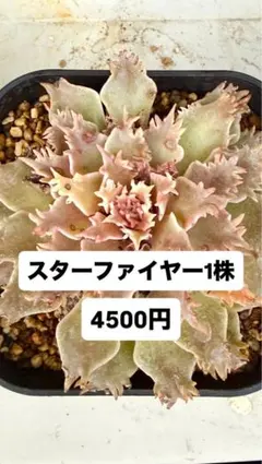スターファイヤー 極上株 多肉植物 エケベリア フリル 韓国苗 現物発送 スターファイヤー 極上株 多肉植物 エケベリア フリル 韓国苗 現物発送
