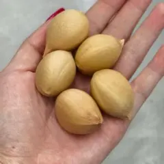 10粒 サイカス カイルンシアナ 種子 実生 新着・発芽確認】サイカス カイルンシアナ 種子 10粒 検