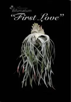 胞子　Bifurcatum cv.First Love ビカクシダのサムネイル