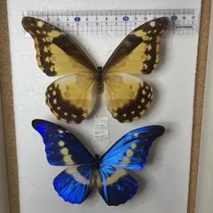 2025年最新】ヘレナモルフォの人気アイテム - メルカリ