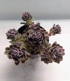 多肉植物♡メイプルハニー♡ぼのぼのさん〜苗〜ポットごと発送のお値段