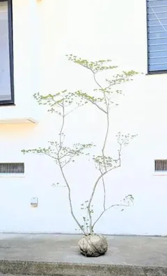 山採り　ドウダンツツジ　t 山採りドウダンツツジ 販売