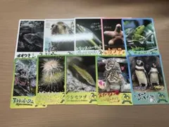鳥羽水族館 コレクションカード vol.2 ノーマル ナマコ イカ 6枚