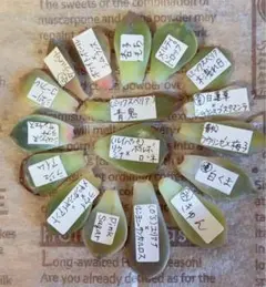 2025年最新】おらいさん葉挿しの人気アイテム - メルカリ