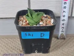 サンスベリア Sansevieria Green peach B - メルカリ