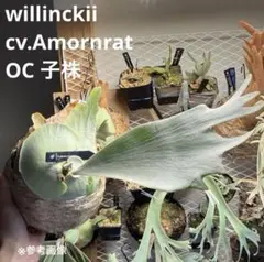 ビカクシダ セーラーヴィーナス×アンディナム 脇芽 - メルカリ