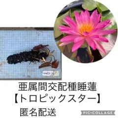 2026年最新】亜属間交配種の人気アイテム - メルカリ