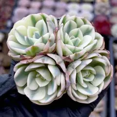 Y－mi様 リクエスト 4点 まとめ商品