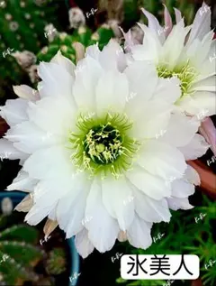 クラウン様 リクエスト 2点 まとめ商品