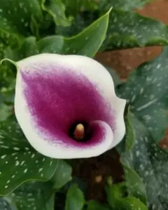 ねこねこ55様 リクエスト 2点 まとめ商品