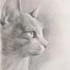 かっこいい横顔の猫の鉛筆画