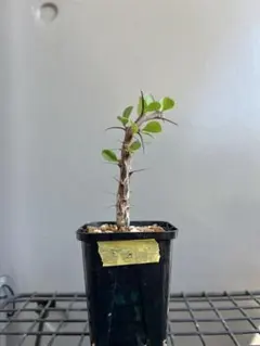 2025年最新】フォークイエリアの人気アイテム - メルカリ