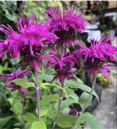 ベルガモットモナルダ苗　ハーブ　花　【抜き苗】のサムネイル