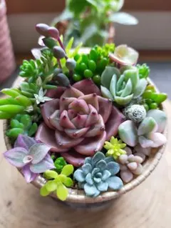 多肉植物　セダム寄せ植えそのまま飾れる　1セット。