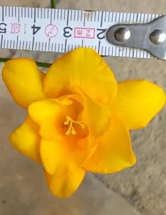 フリージア 八重咲き 球根10個 花色ミックス ゆうパケットポストmini発送のサムネイル