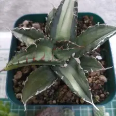 サボテン＆多肉植物　セットのサムネイル