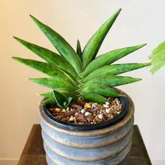 2026年最新】サンセベリア 希少の人気アイテム - メルカリ