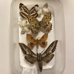2026年最新】蛾標本の人気アイテム - メルカリ