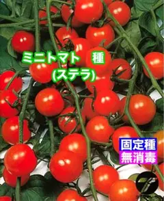 野菜の種【ミニトマト】ステラミニトマト - メルカリ