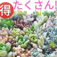 きりら様 リクエスト 2点 まとめ商品