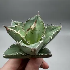 2026年最新】冰雹 アガベの人気アイテム - メルカリ