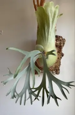P. willinckii 'White Dress' 大株 現品 ビカクシダ P. willinckii 'White Dress' 大株 現品 ビカクシダ - メルカリ