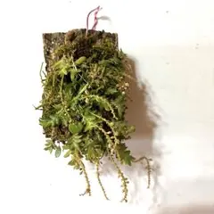 mon様 リクエスト 2点 まとめ商品