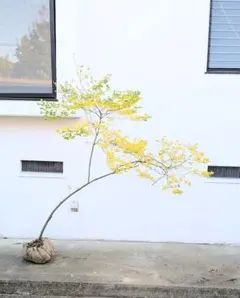 彩美一点。山採りヤマツツジ。 彩美一点。山採りヤマツツジ。