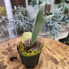 P.willinckii '月光爪哇' OC 子株⑥ - メルカリ